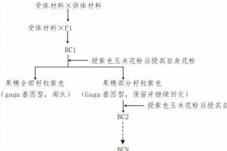 花粉的基因型是什么