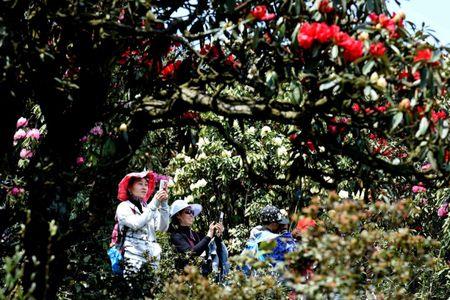 曲靖恩洪杜鹃花海票价