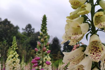 湖南省植物园9月份有什么花看