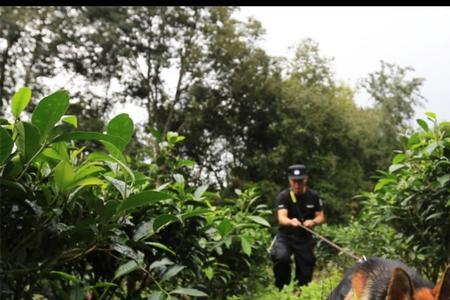 警犬狼牙豆豆立什么功