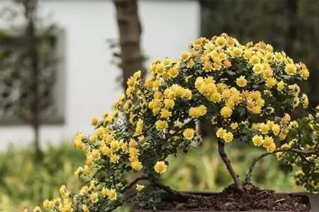 室外盆栽菊花养死的原因