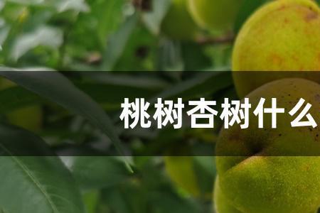 桃树杏树哪个更抗涝