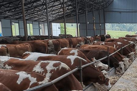 贵州省最大的肉牛养殖场