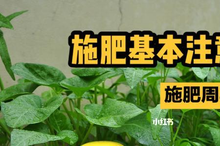 下雨天施肥的正确方法