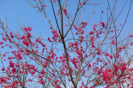 福建山樱花种植技巧