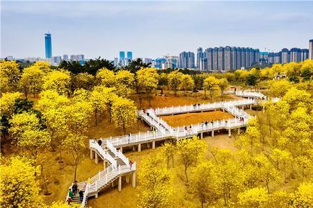 青秀山黄风铃开花时间