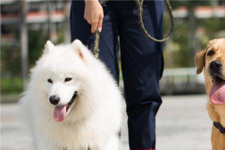 神犬小七大结局艾亮和丁涵结婚