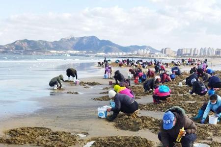 东郊椰林赶海最佳地点