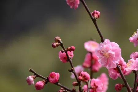 莲花桃花梅花是什么季节