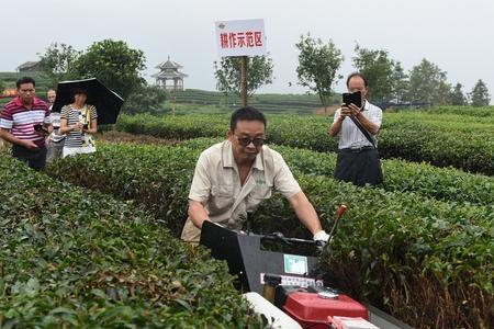 硫酸钾提高茶叶产量的原因