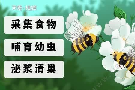 花粉体系是什么