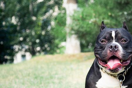 恶霸犬拴链子不走怎么办