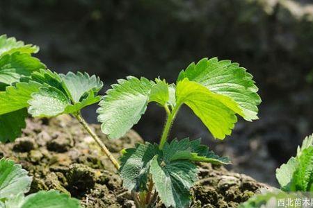 草莓不长果后把叶子割去行吗