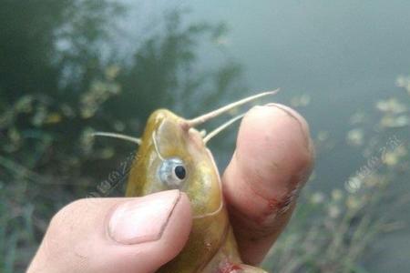 海竿钓黄骨鱼正确蚯蚓挂法