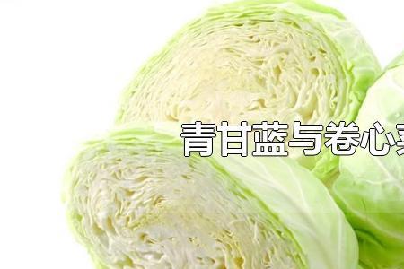 绿橄榄和洋白菜有什么区别