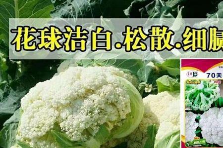 秋季60天有机花菜什么时间育苗