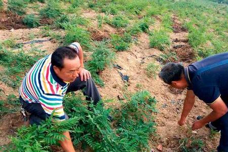 苦参种植哪个品种最好