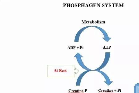 磷酸原系统特点