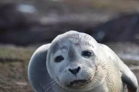 海豹奶能喝吗