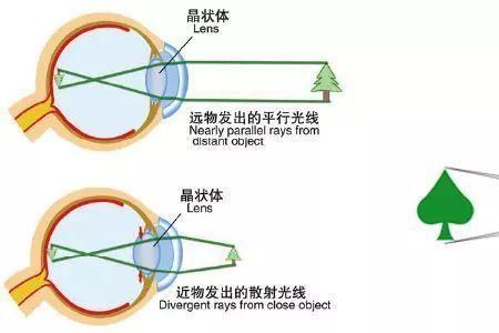 人的眼睛能自动变焦吗