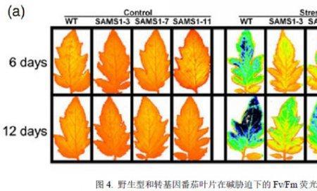 叶绿素荧光的数据怎么分析