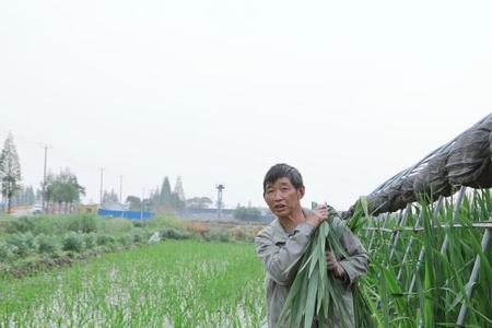 茭白能否在北方种植