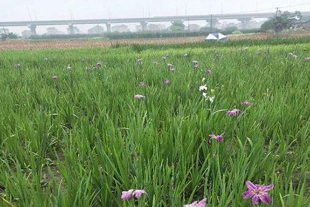 鸢尾种植时间和方法