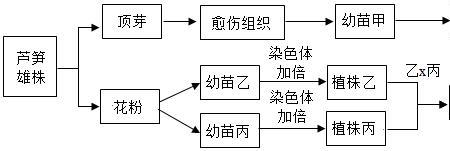 有性染色体植物有哪些