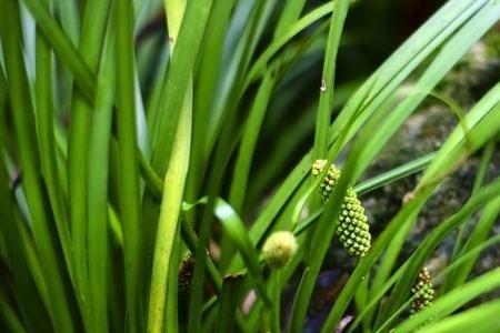 石菖蒲什么时候种植成活率高