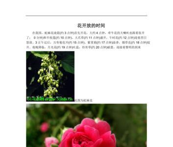 什么花开放时间与生活有关