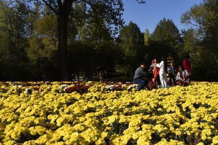 菊花在秋风中开放改成拟人句