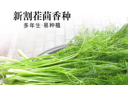 广西茴香什么时候种植最好