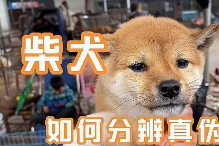 麻柴跟柴犬区别