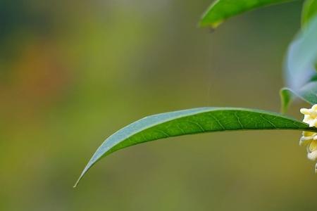 圆明园桂花最佳观赏期