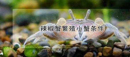 辣椒蟹有智商吗