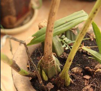 斑叶鹤顶兰是国家保护植物吗