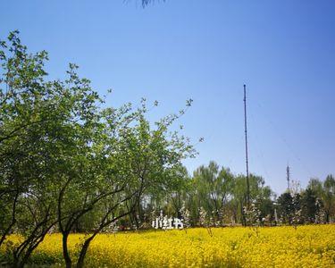 北京梨园油菜花开放时间