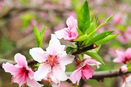 眉山桃花节哪个景点好玩