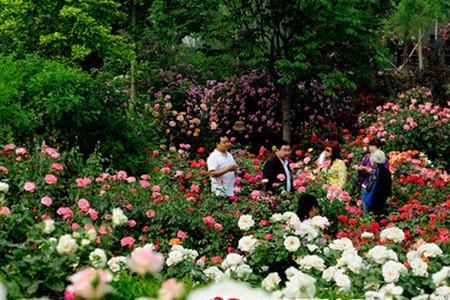 6月去南阳月季博览园还有花吗