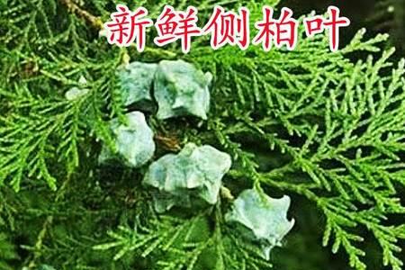 柏树叶腐化后能养花吗