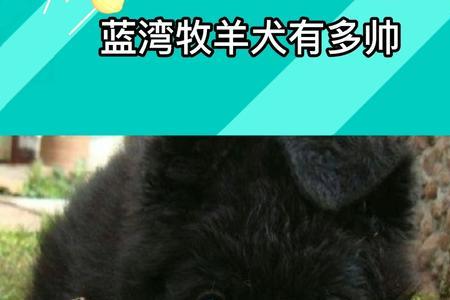 纯血的蓝湾牧羊犬适合女性吗