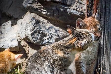 猫喜欢野外还是喜欢在屋里