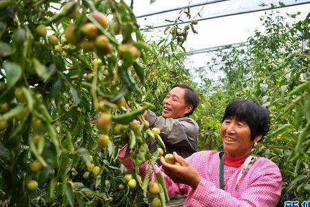 亳州利辛县盛产什么水果