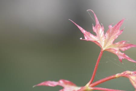 元宝枫嫩芽能吃吗