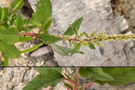 有刺苋菜和无刺苋菜有什么不同