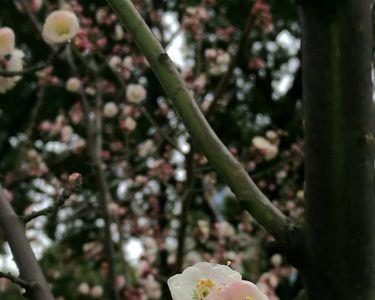 沈家园里花似锦译文