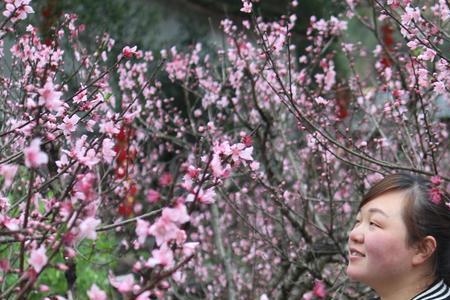 人面桃花别样红的意思