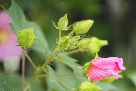 高砂芙蓉花语