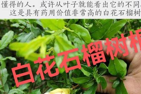 石榴根可以化石吗