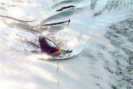 大滩口水库哪里钓鲢鳙